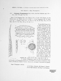 Cystopus tragopogonis image